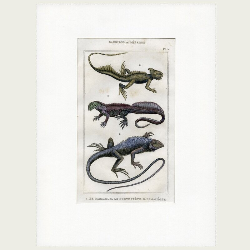Lacépède. Grabado al acero. 1836. Plancha nº 5 de  Saurios y Lagartos.
