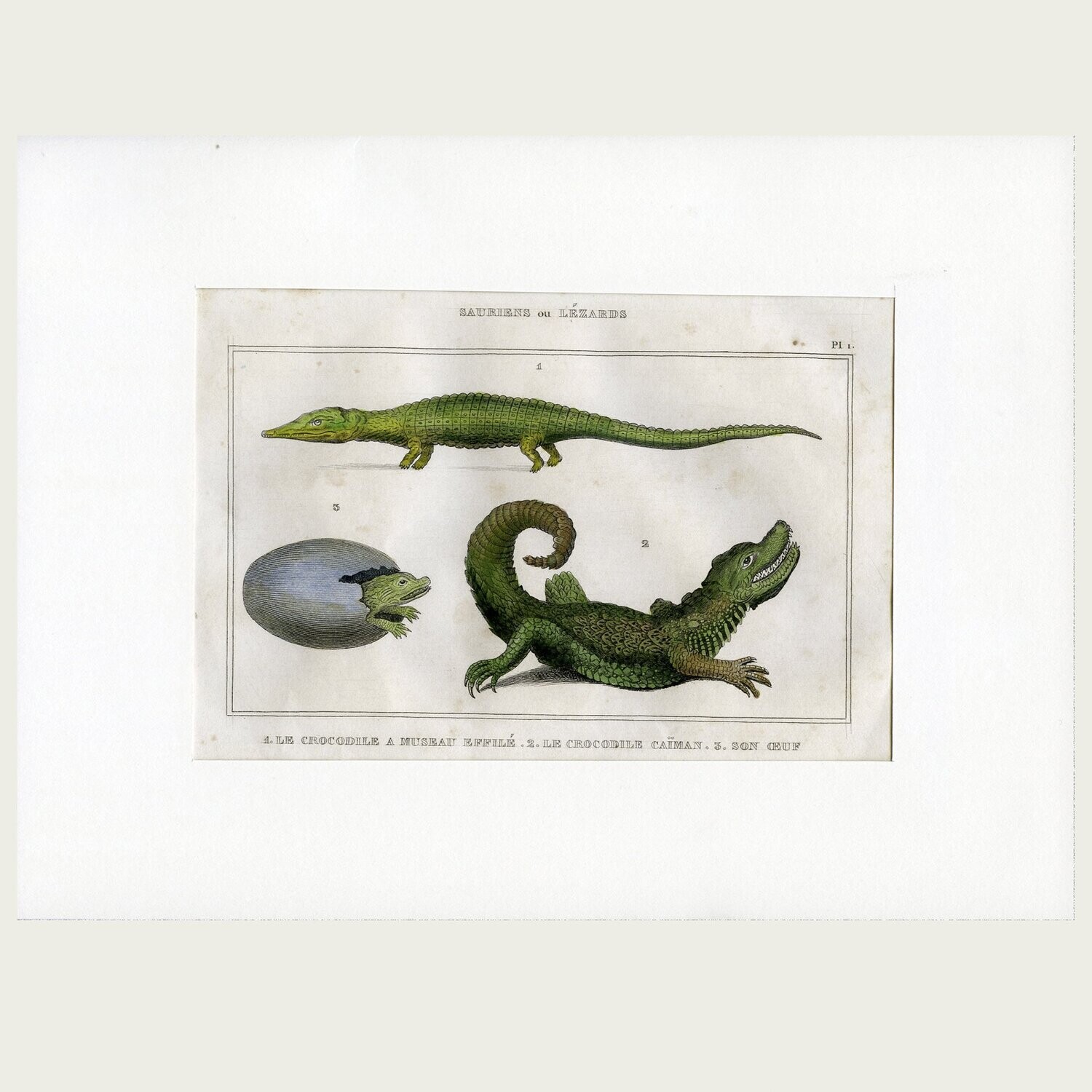 Lacépède. Grabado al acero. 1836. Plancha nº 1 de  Saurios y Lagartos.