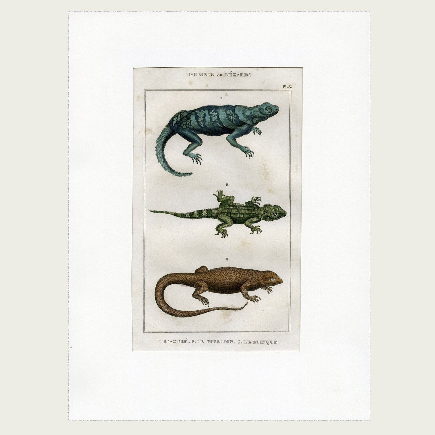 Lacépède. Grabado al acero. 1836. Plancha nº 8 de  Saurios y Lagartos.