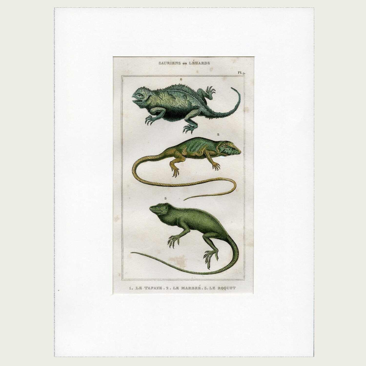 Lacépède. Grabado al acero. 1836. Plancha nº 9 de  Saurios y Lagartos.