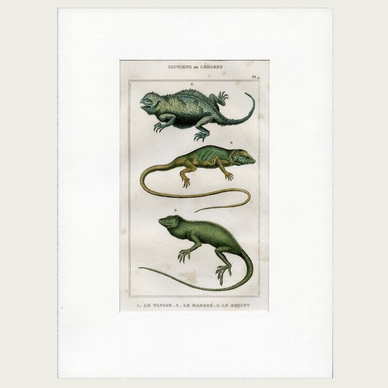 Lacépède. Grabado al acero. 1836. Plancha nº 9 de  Saurios y Lagartos.