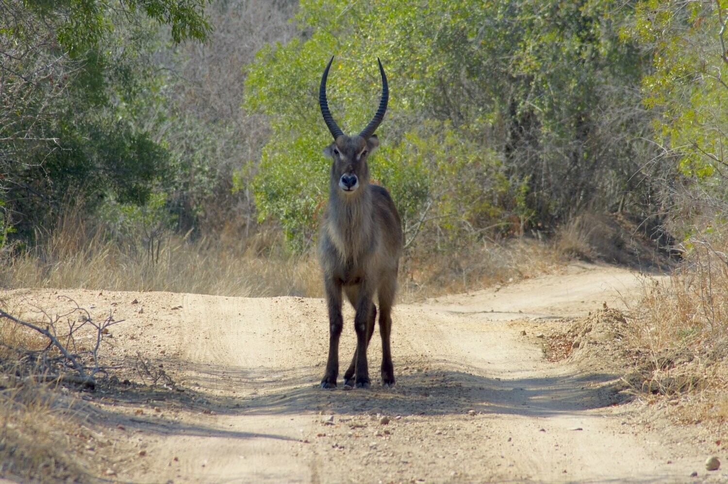 Bush Buck