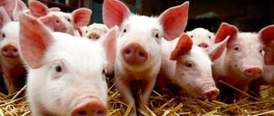 Porcs/Cochon