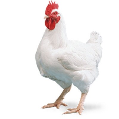 Poulet de Chair/ 0-34 jrs