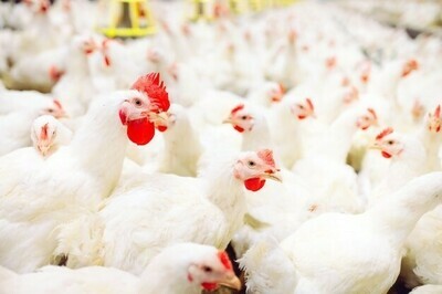 Poulet de Chair/35-45 jrs