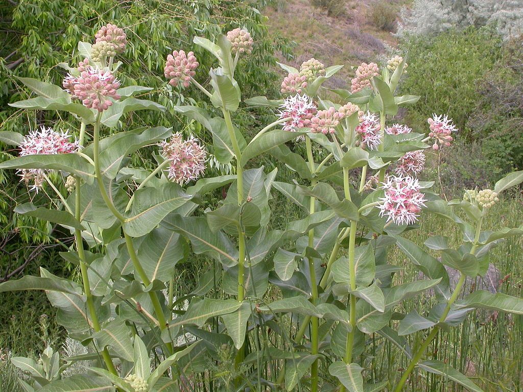 Asclepias speciosa, Showy Milkweed (Near Native)