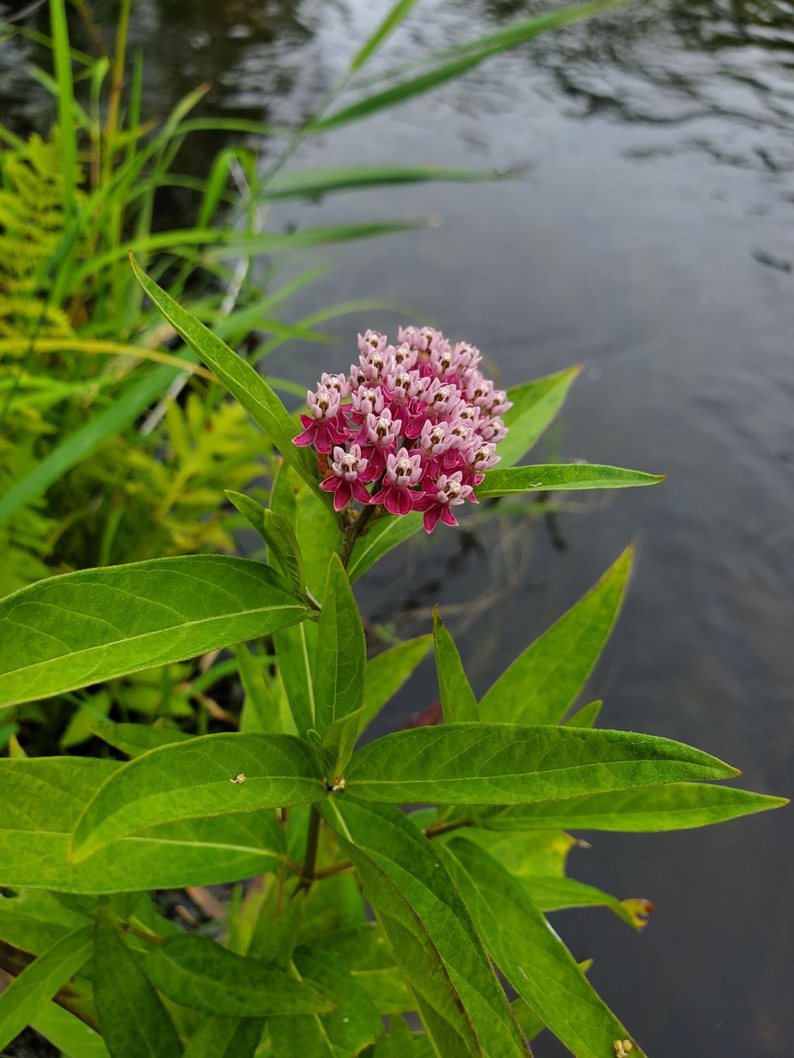 Asclepias incarnata, Pink Swamp Milkweed