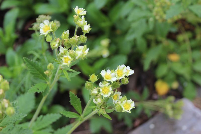 Drymocallis arguta, Tall Wood Beauty or Prairie Cinquefoil