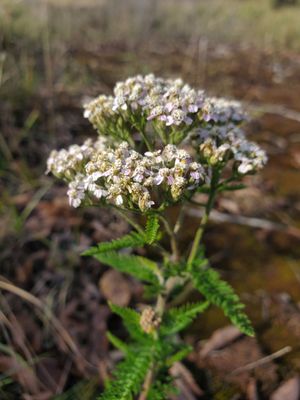 Achillea borealis, White or Boreal Yarrow