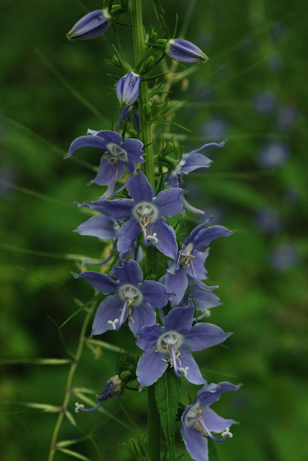 Campanulastrum americanum, American Bellflower