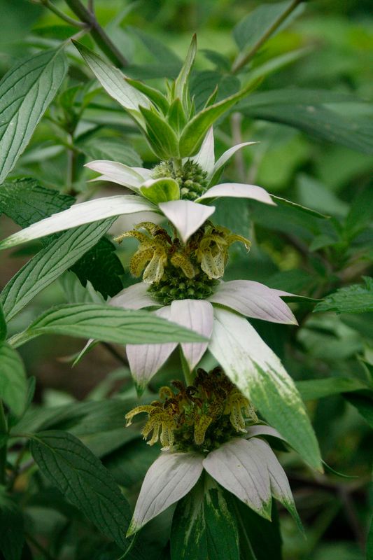 Monarda punctata, Spotted Horsemint