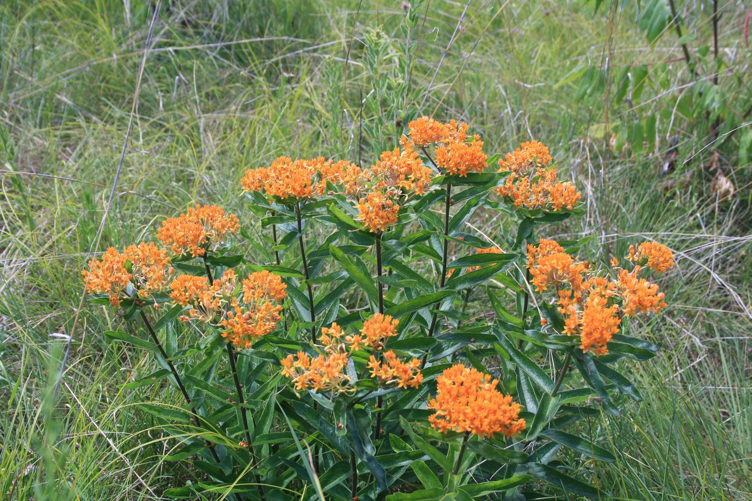 Asclepias tuberosa, Orange Butterfly Weed