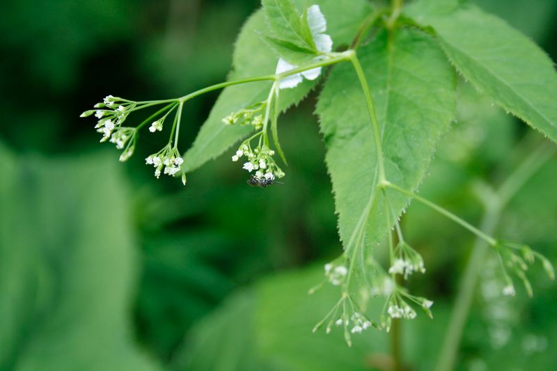 Cryptotaenia canadensis, Canadian Honewort