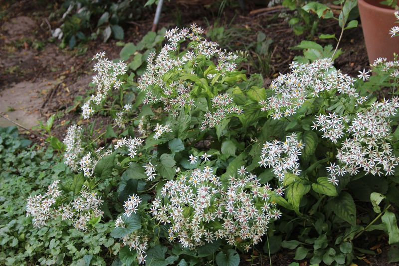 Eurybia divaricata, White Wood Aster