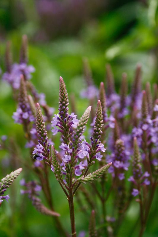 ​Verbena hastata, Blue Vervain