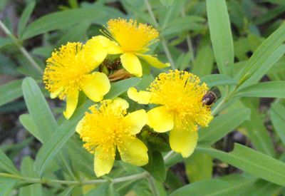 Hypericum Kalmianum, Kalm&#39;s St. John&#39;s-Wort