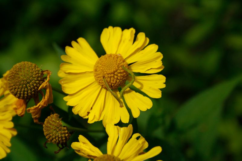 Helenium autumnale, Common Sneezeweed / Helen’s Flower