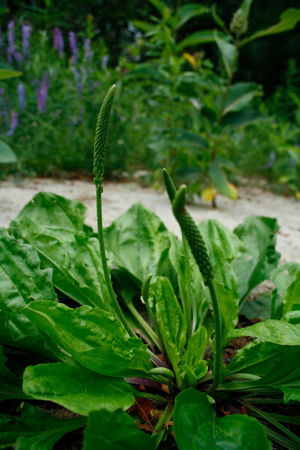 Plantago rugelii, Blackseed Plantain