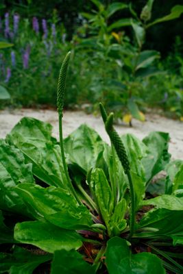 Plantago rugelii, Blackseed Plantain