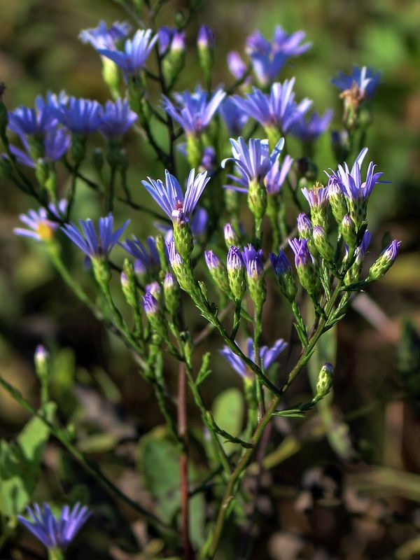 Symphyotrichum oolentangiense, Sky Blue Aster