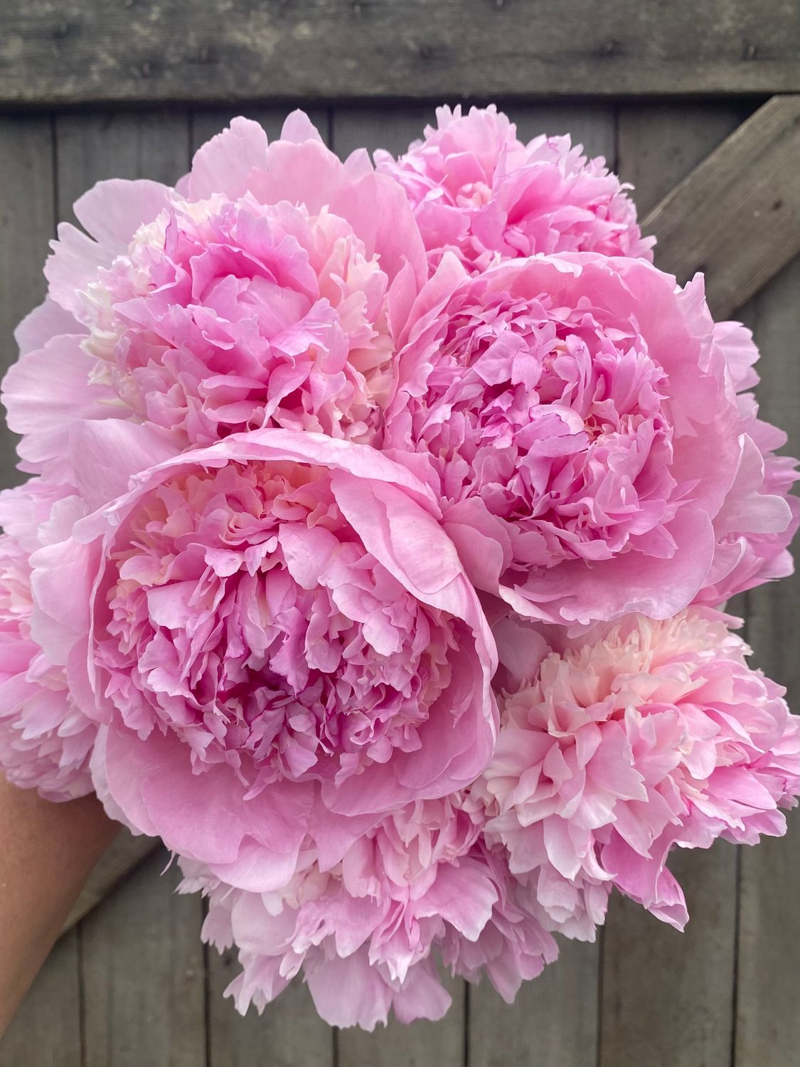Hallie&#39;s Garden Peony Share