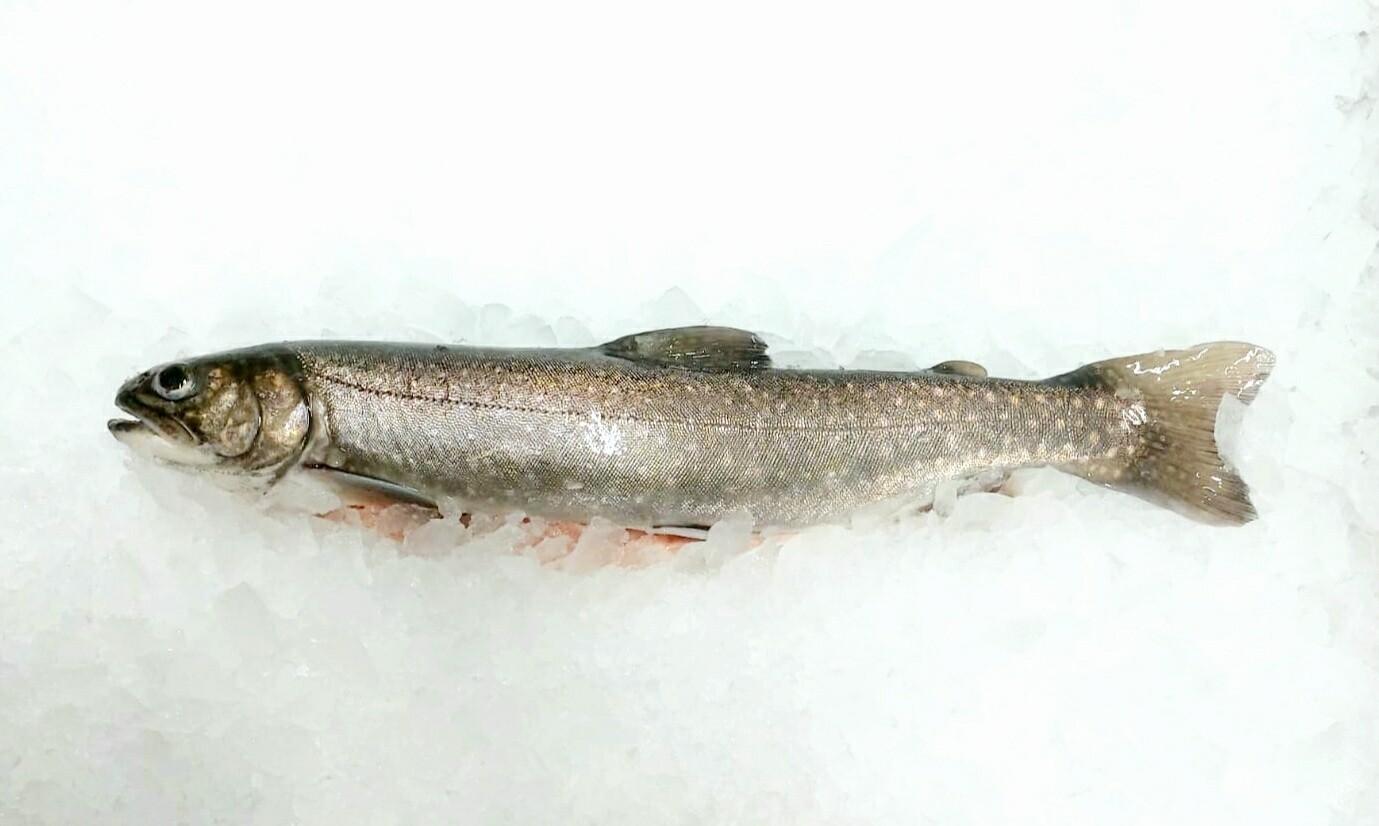 Saibling - ganz, ca. 350 g