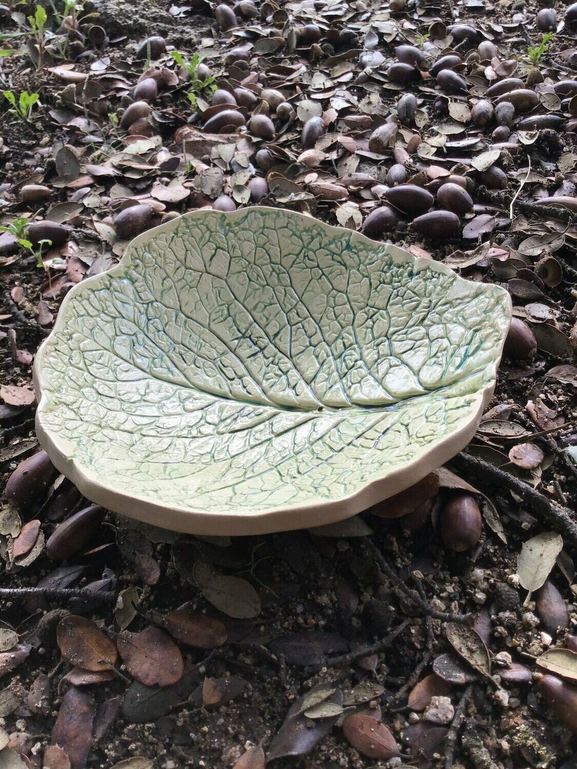 Hoja de Col verde.  20 cm.