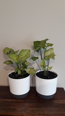 White Butterfly Syngonium