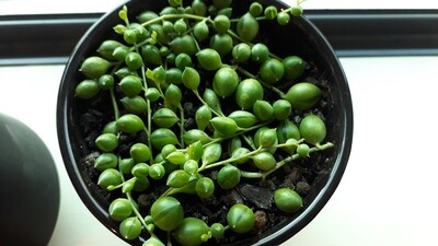 String of Pearl's Mini