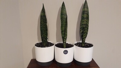 Snake Plant