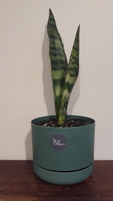 Snake Plant