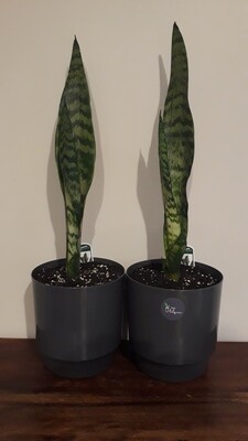 Snake Plant