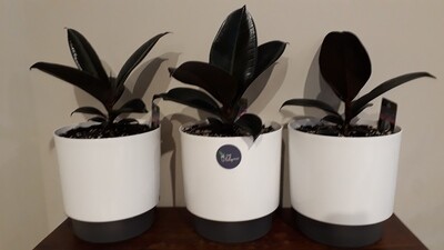 Black Knight Ficus