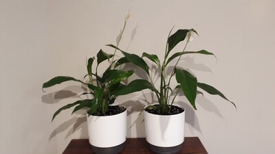 Flowering Peace Lily