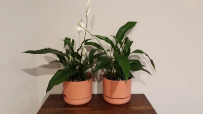 Peace Lily