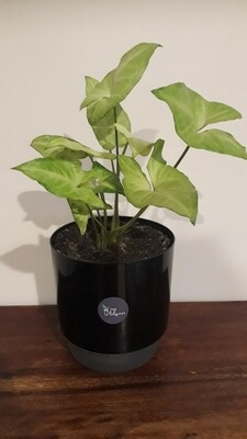 White Butterfly Syngonium