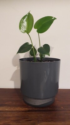 Double Potted Monstera Deliciosa