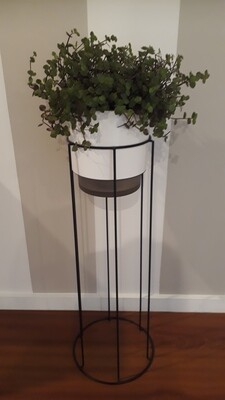 Callisa Repens and stand