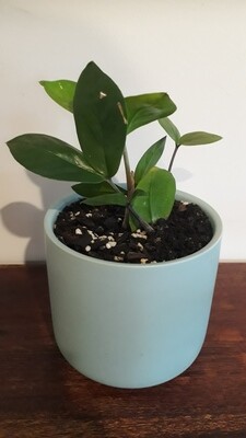 Baby ZZ Plant