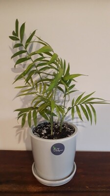 Parlour Palm