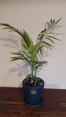 Parlour Palm