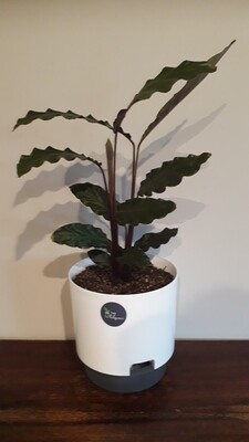Calathea Rufibarba