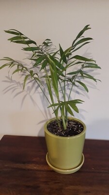 Parlour Palm