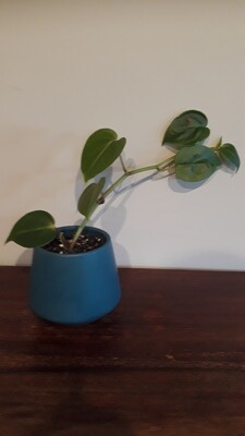 Mini Peperomia Scandens