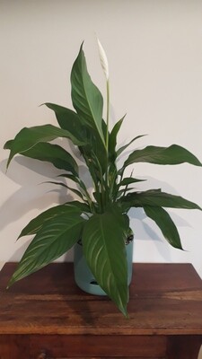 Peace Lily