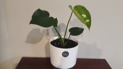 Monstera Deliciosa