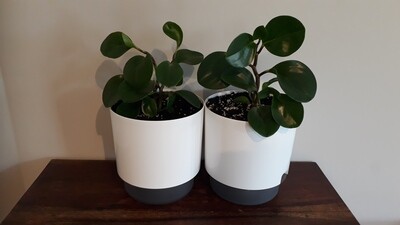 Peperomia Obtusifolia