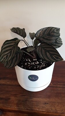 Calathea Ornata (Pinstripe Calathea)
