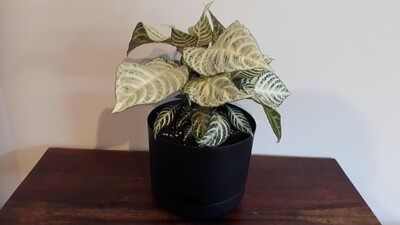 Zebra Plant