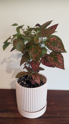 Polka Dot Plant